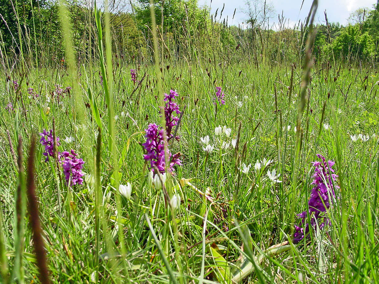 Orchidenwiese an der mittleren Elbe © Mirko Pannach / WWF