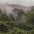 Blick über Rimbang Baling auf Sumatra © Ola Jennersten / WWF-Sweden