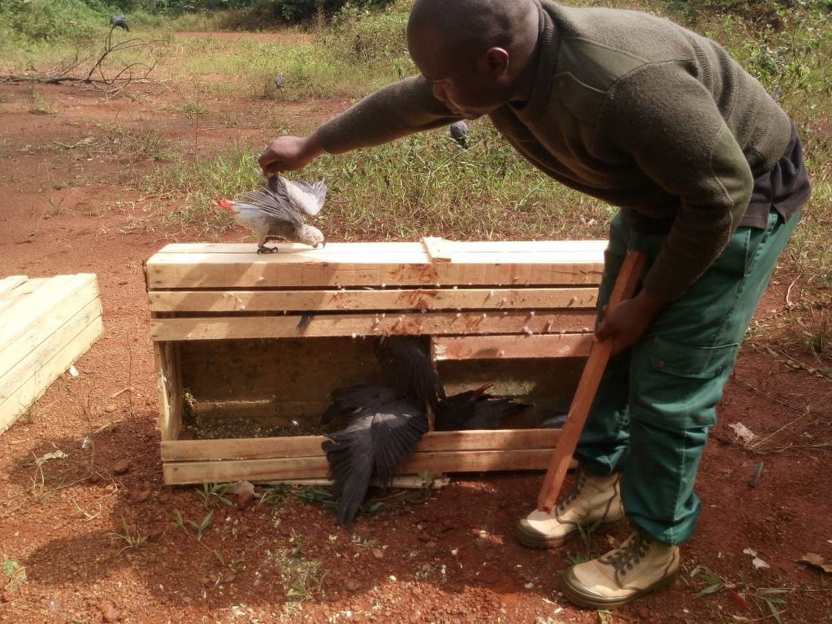 Befreite Afrikanische Graupapageien © WWF Kamerun