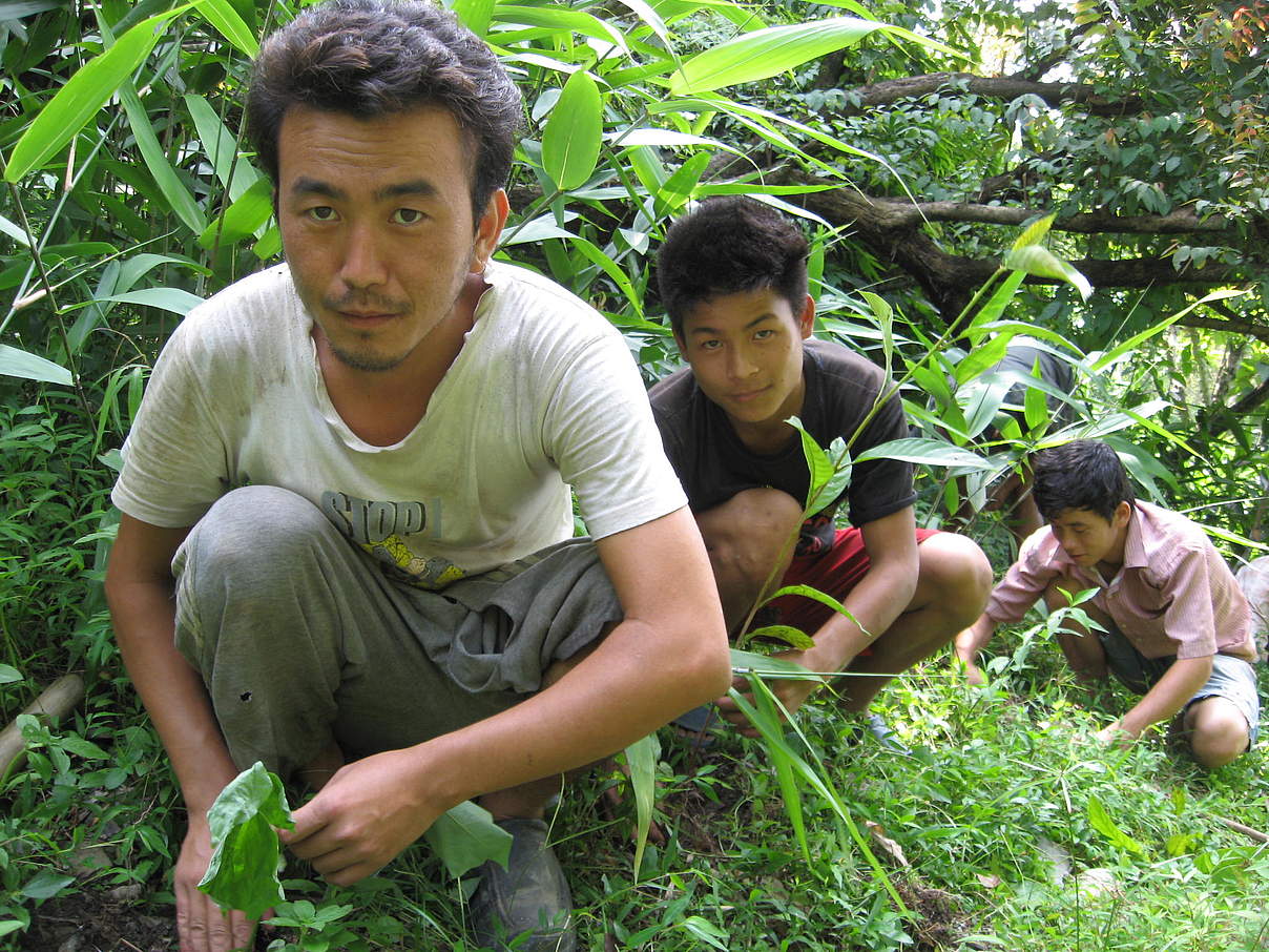 Aufforstung im Teekampagne-Anbaugebiet Darjeeling © Rikchen Zimba