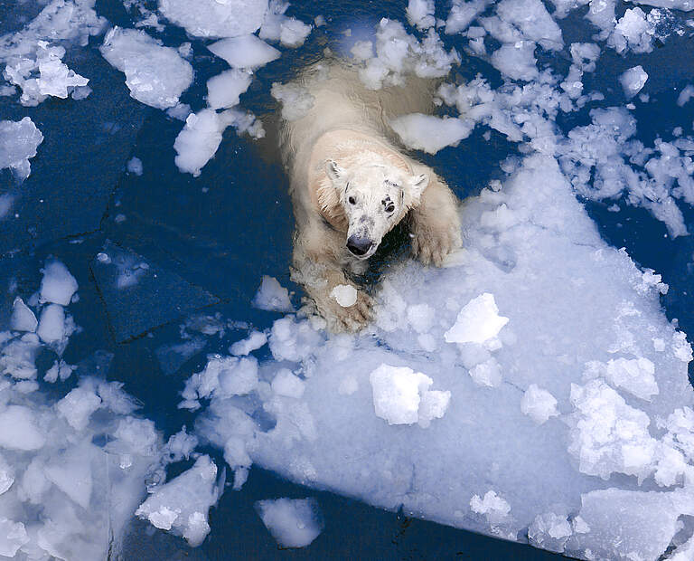 Eisbär © Evgeny555 / iStock / Getty Images