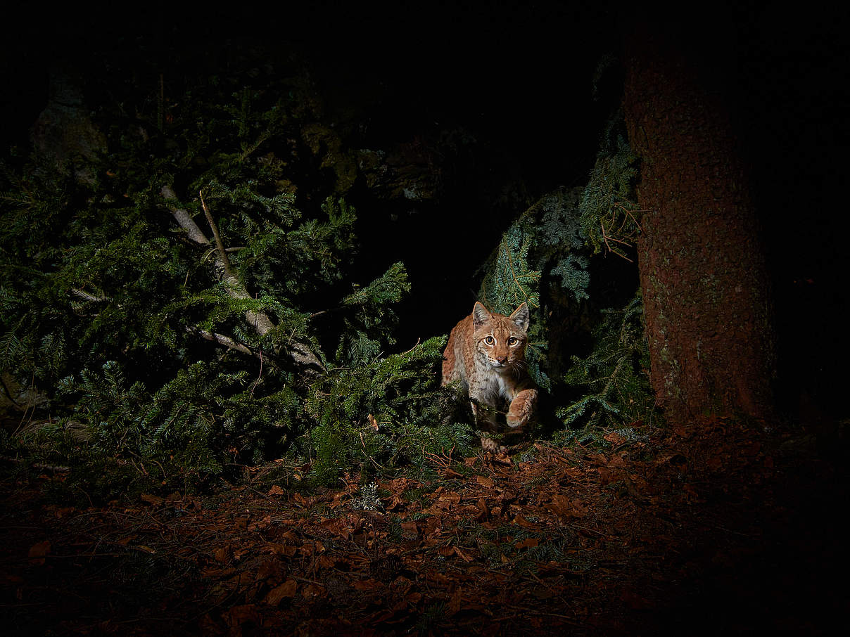 Luchs im Wald © Julius Kramer