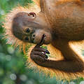 Orang-Utan Baby in Malaysia © Edwin Giesbers / naturepl.com / WWF