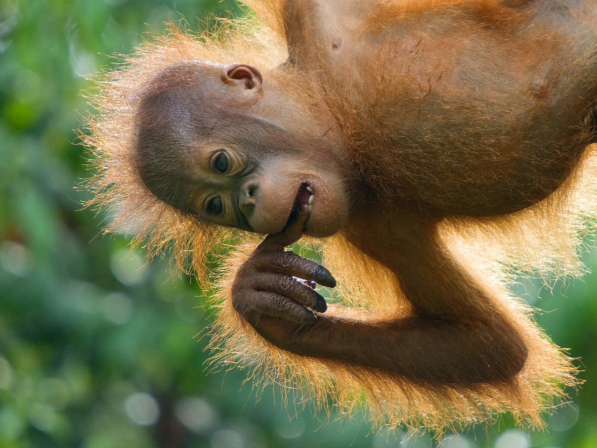 Orang-Utan Baby in Malaysia © Edwin Giesbers / naturepl.com / WWF