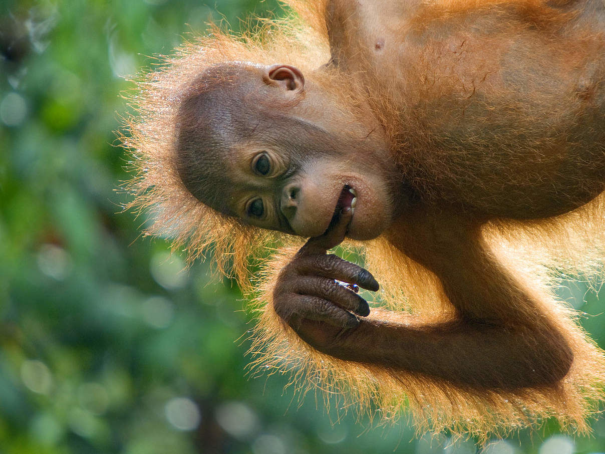 Orang-Utan Baby in Malaysia © Edwin Giesbers / naturepl.com / WWF