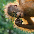 Orang-Utan Baby in Malaysia © Edwin Giesbers / naturepl.com / WWF
