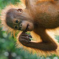 Orang-Utan Baby in Malaysia © Edwin Giesbers / naturepl.com / WWF