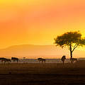 Sonnenaufgang Kenia © Diana Rudenko / WWF