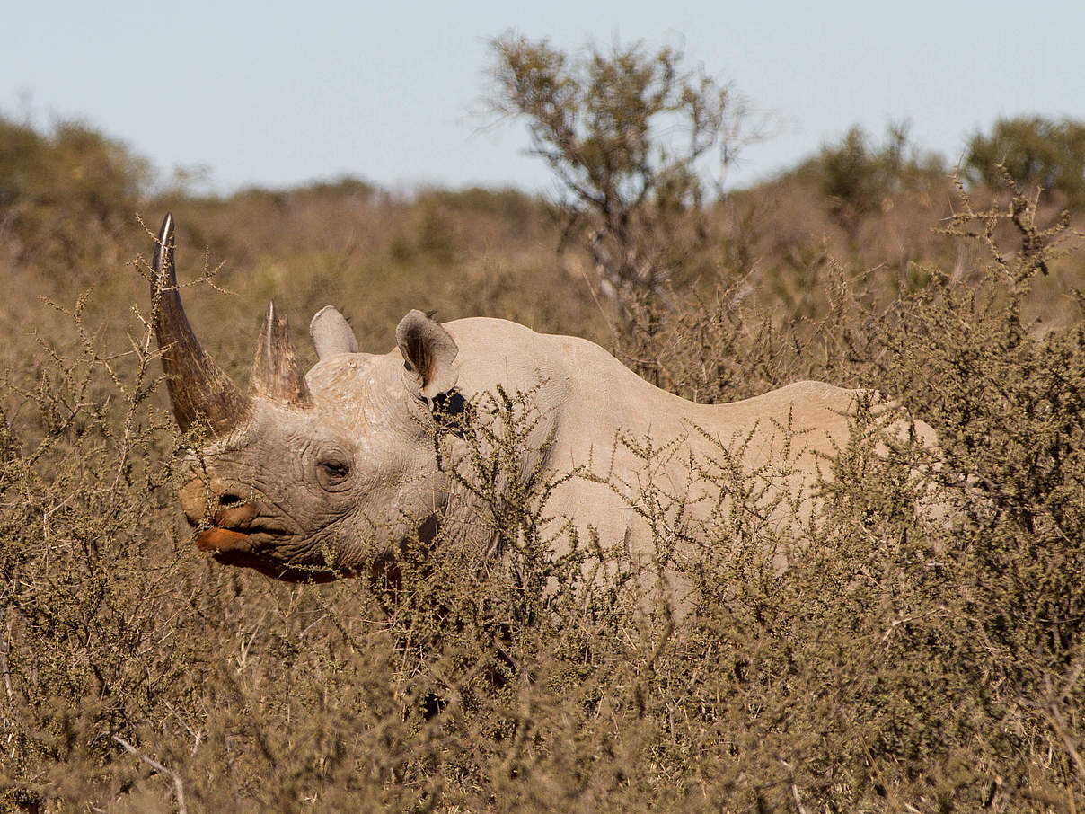 Spitzmaulnashorn © Gavin Lautenbach