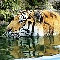 Sibirischer Tiger © David Lawson / WWF UK