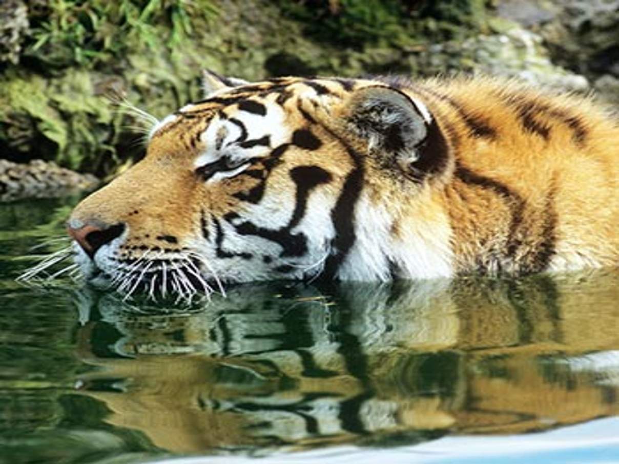 350 Amur Tiger c David Lawson WWF UK Sibirischer Tiger © David Lawson / WWF UK