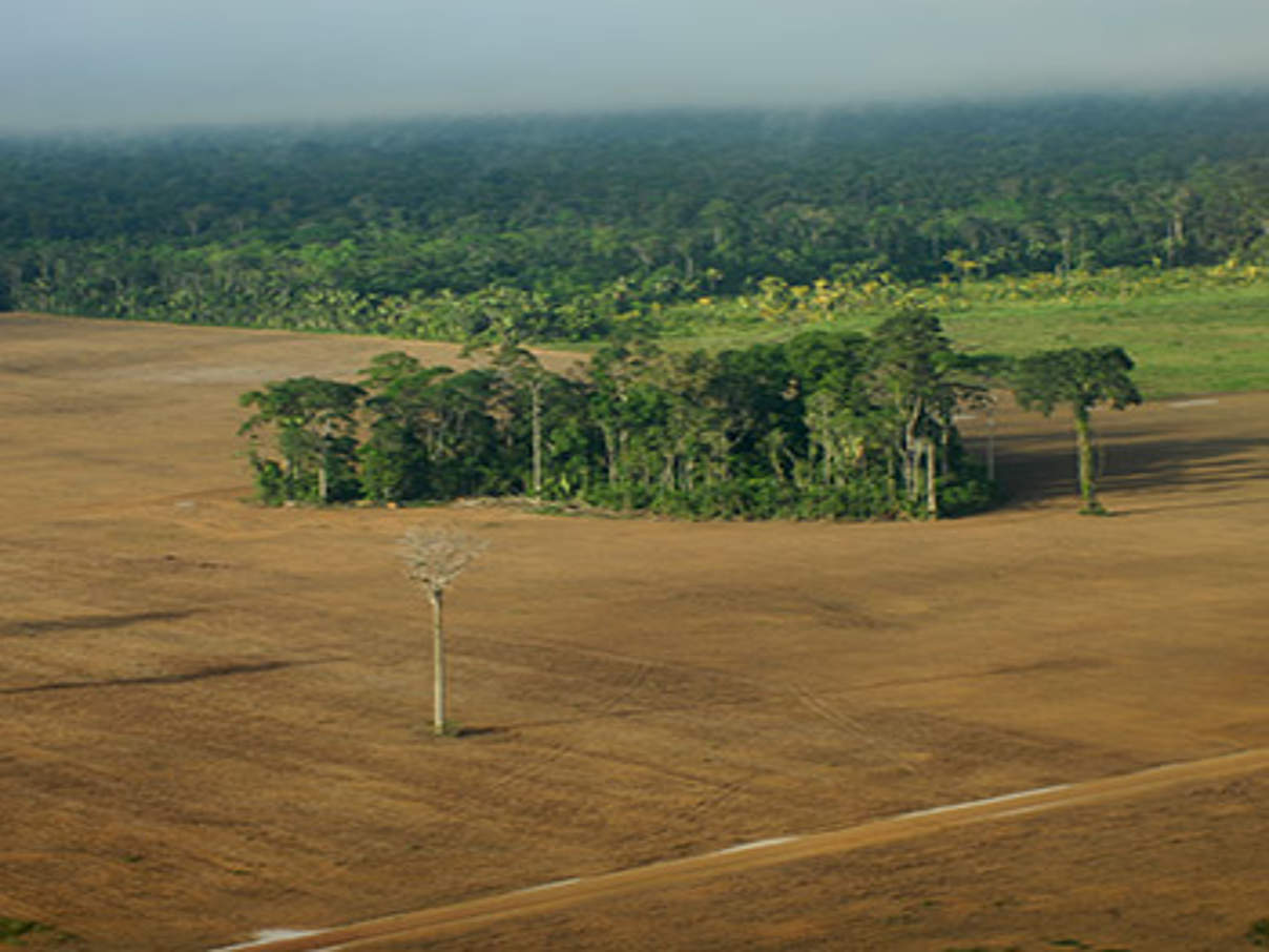 Entwaldung in Brasilien © Anton Vorauer / WWF