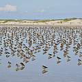 Rastende Alpenstrandläufer im August im Wattenmeer © Hans-Ulrich Rösner / WWF 