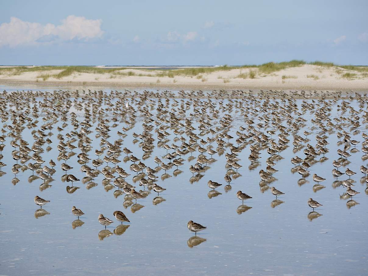 Rastende Alpenstrandläufer im August im Wattenmeer © Hans-Ulrich Rösner / WWF 