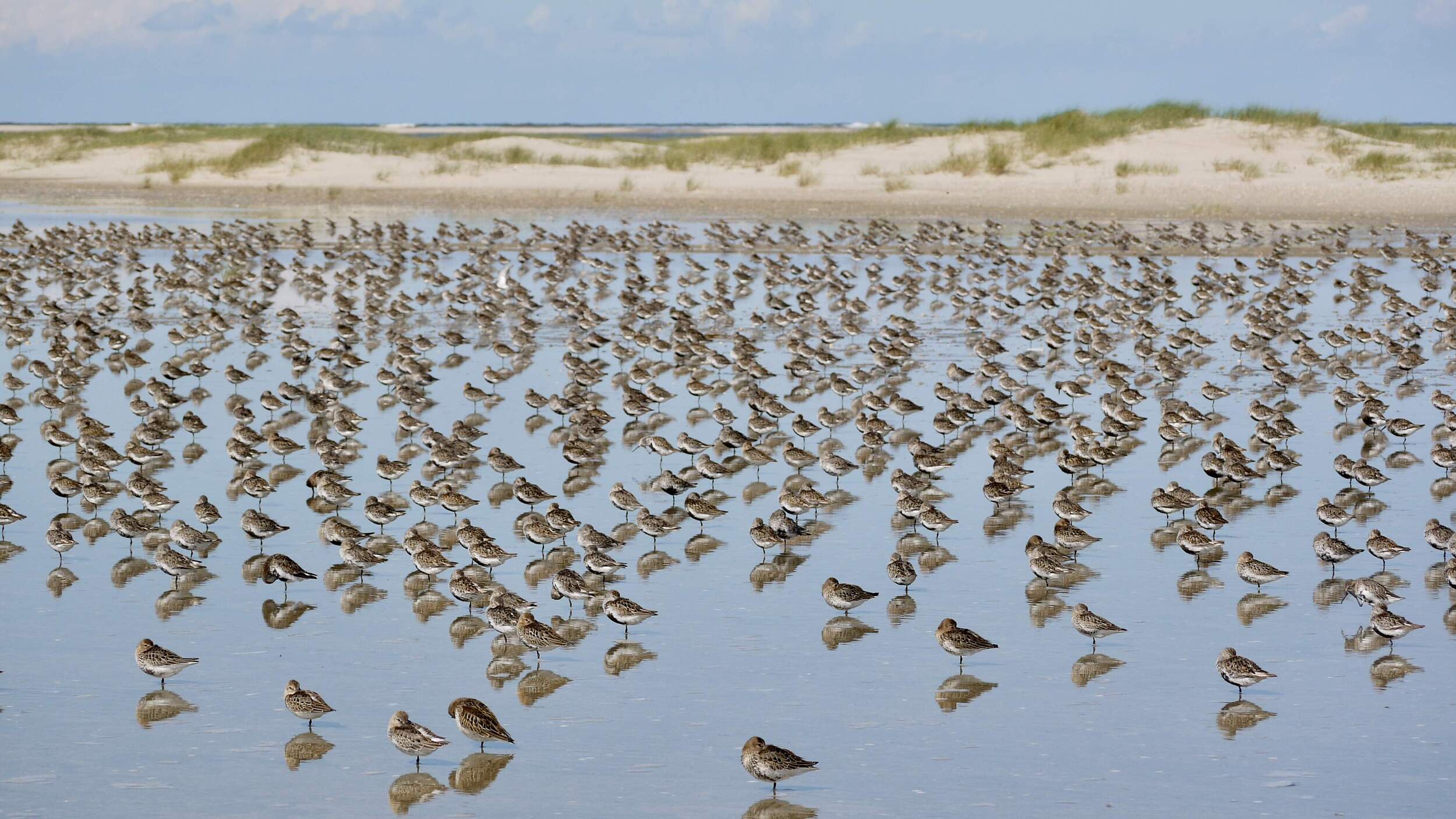 Rastende Alpenstrandläufer im August im Wattenmeer © Hans-Ulrich Rösner / WWF 