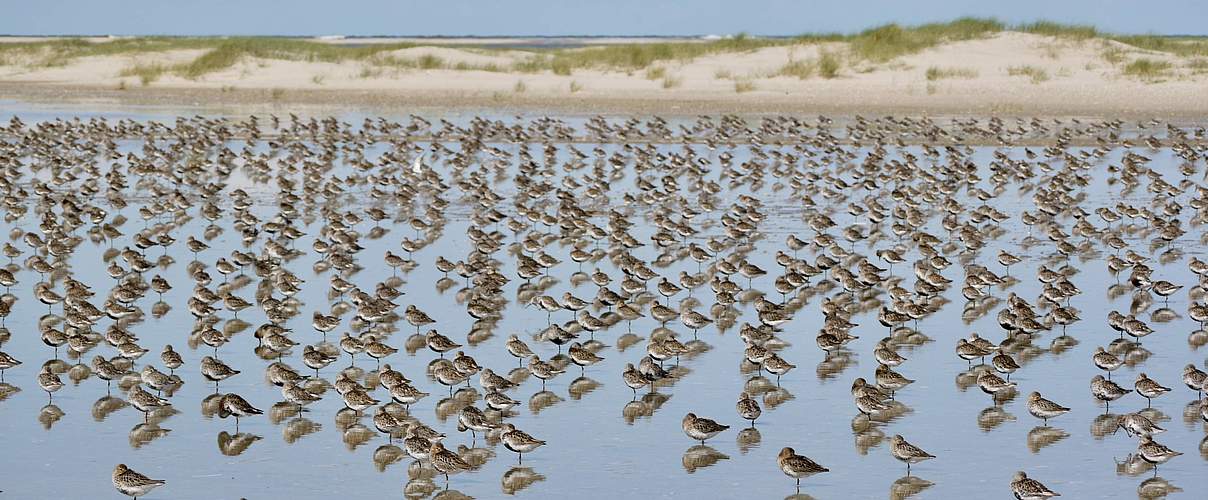 Rastende Alpenstrandläufer im August im Wattenmeer © Hans-Ulrich Rösner / WWF 