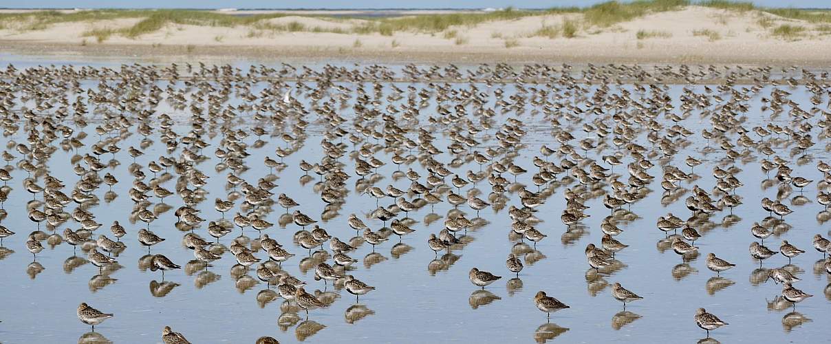 Rastende Alpenstrandläufer im August im Wattenmeer © Hans-Ulrich Rösner / WWF 