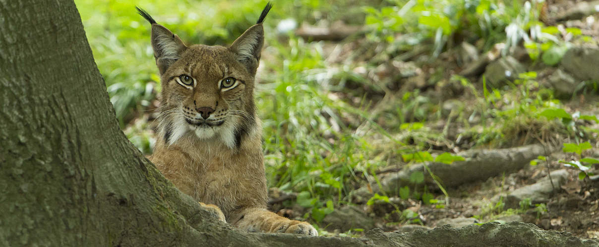 Eurasischer Luchs © Ralph Frank / WWF