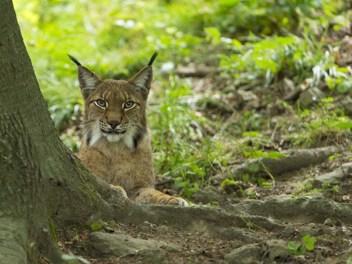 Eurasischer Luchs © Ralph Frank / WWF