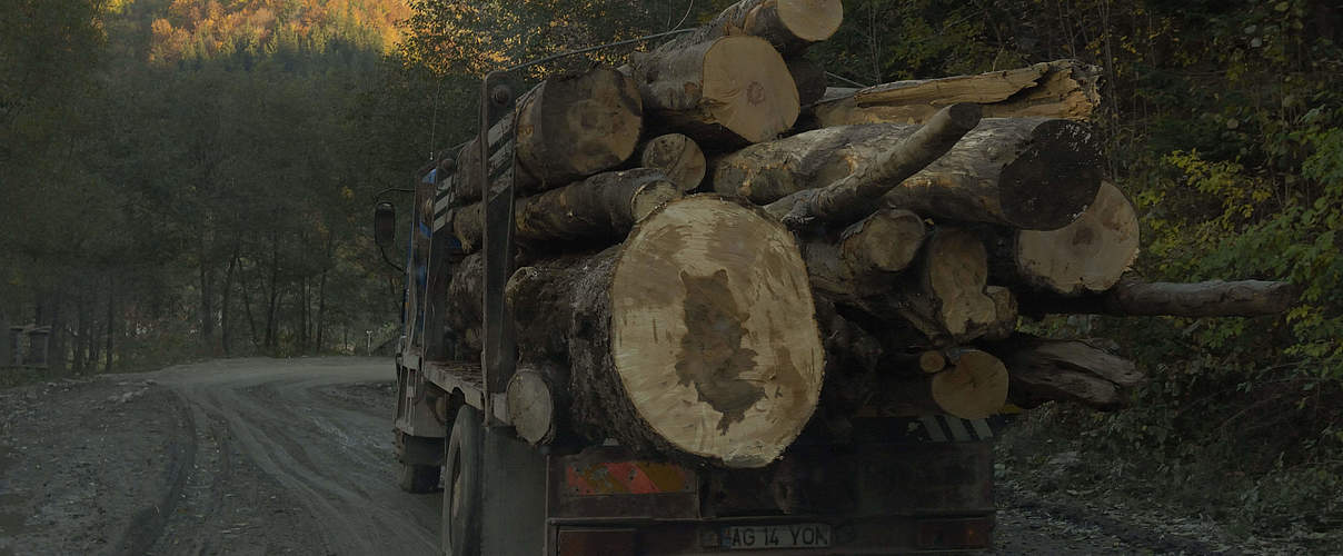 Holztransport in Rumänien © Wild Wonders of Europe / Cornelia Doerr / WWF