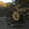 Holztransport in Rumänien © Wild Wonders of Europe / Cornelia Doerr / WWF