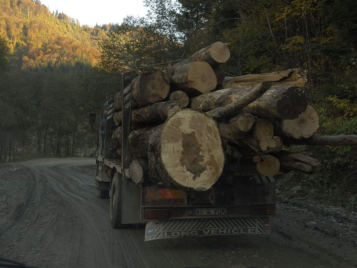 Holztransport in Rumänien © Wild Wonders of Europe / Cornelia Doerr / WWF