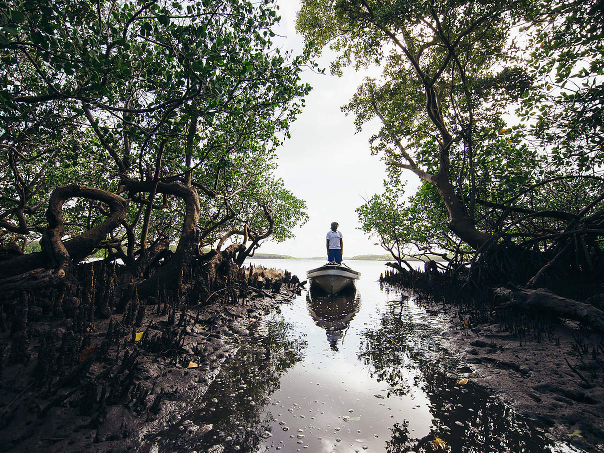 Mangroven © Jonathan Caramanus / Green Renaissance / WWF