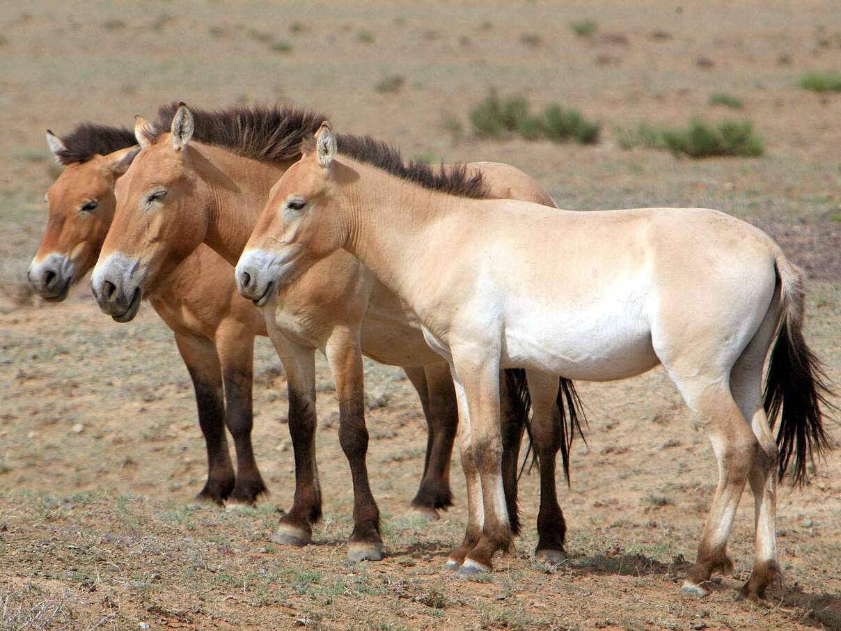 Die Fellfarbe variiert von graugelb bis rotbraun © IMAGO / Xinhua