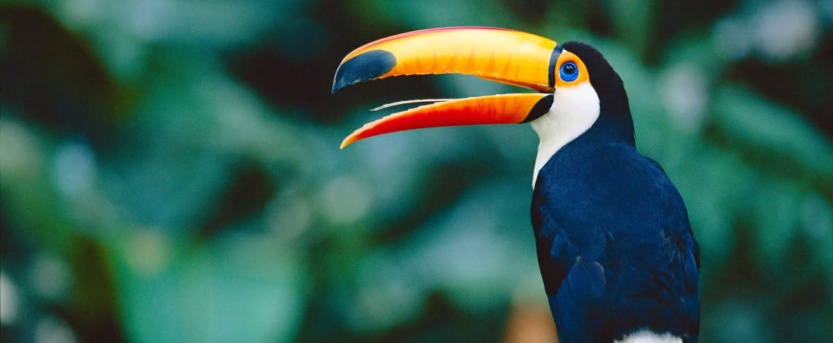 Riesentukan © Staffan Widstrand / WWF