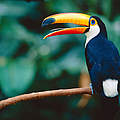 Riesentukan © Staffan Widstrand / WWF