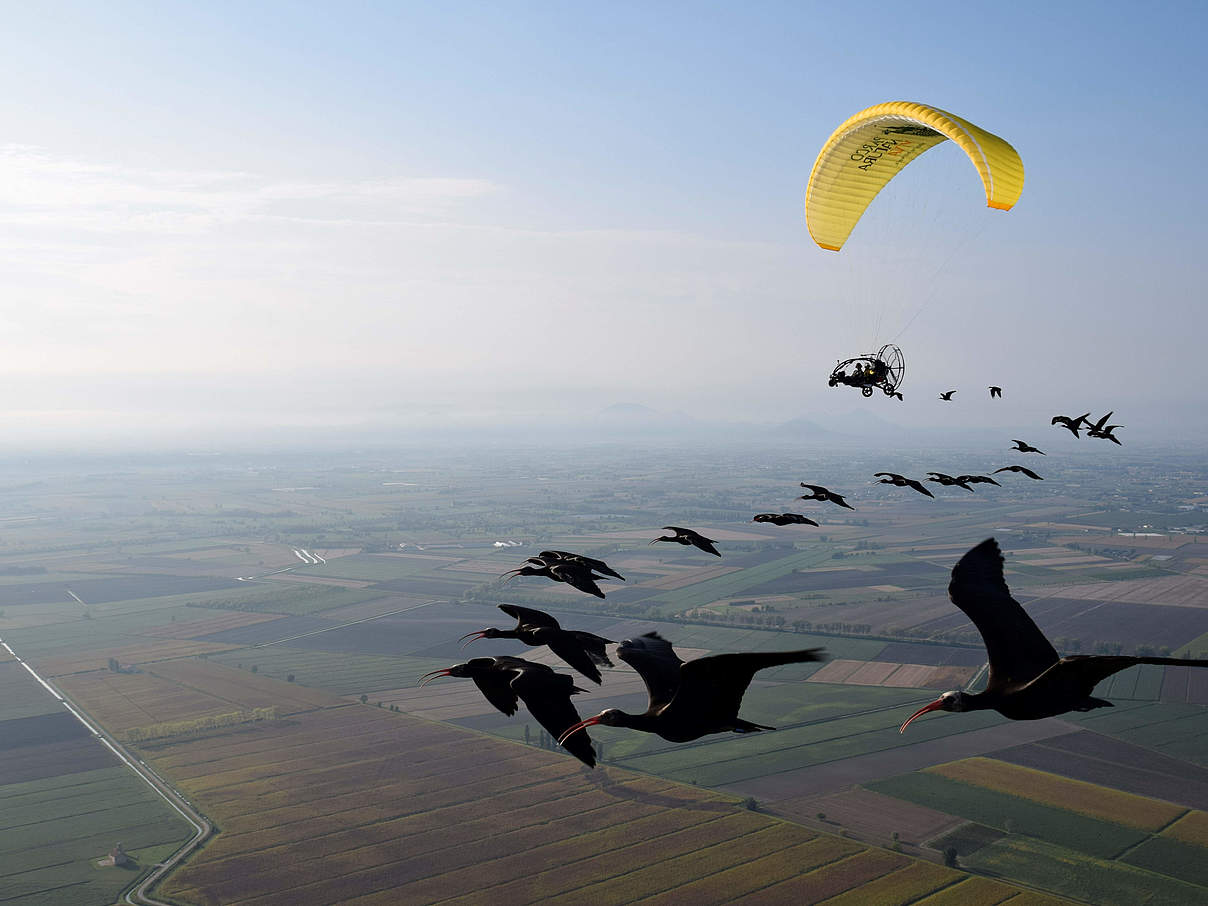 Waldrapp Migration © Waldrappteam / LIFE Northern Bald Ibis