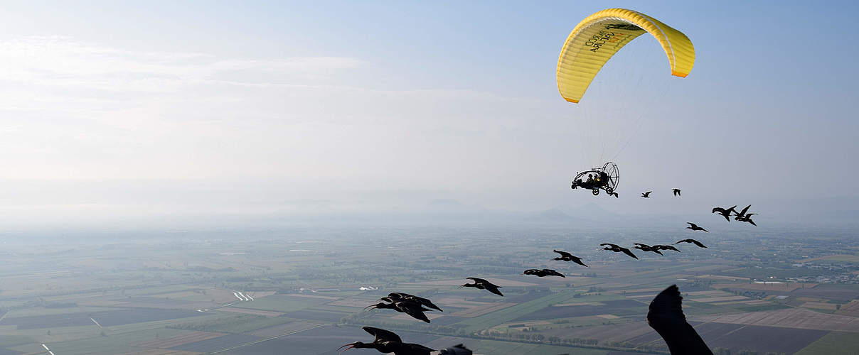 Waldrapp Migration © Waldrappteam / LIFE Northern Bald Ibis