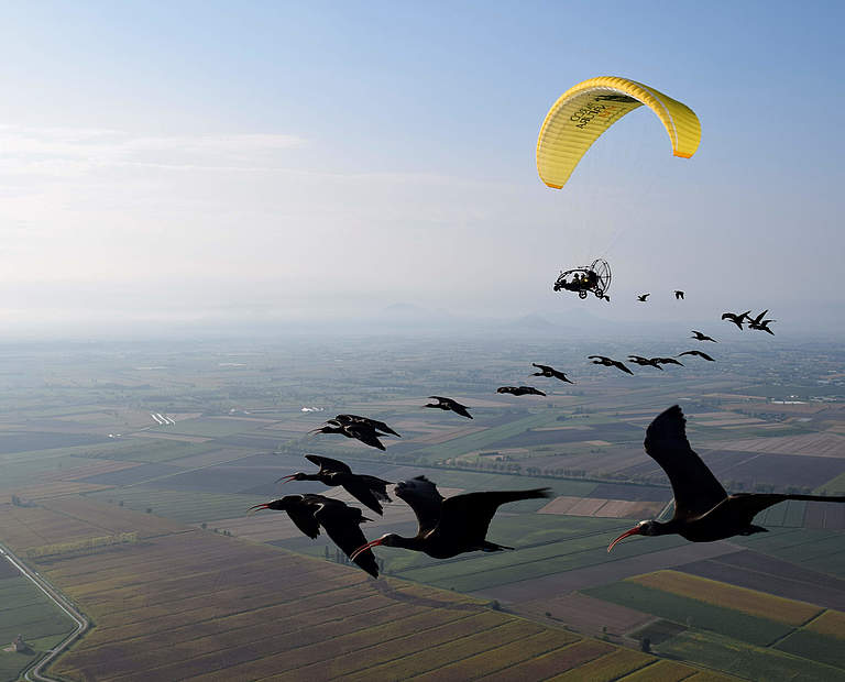 Waldrapp Migration © Waldrappteam / LIFE Northern Bald Ibis