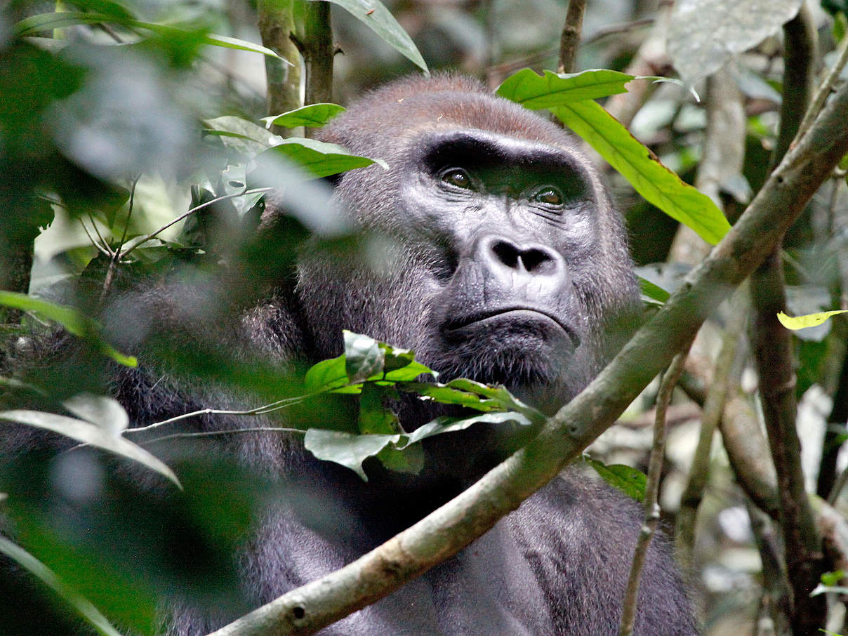 Westlicher Flachlandgorilla © WWF / Carlos Drews