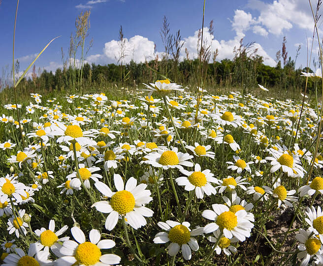 Ein Feld voller Acker-Hundskamille