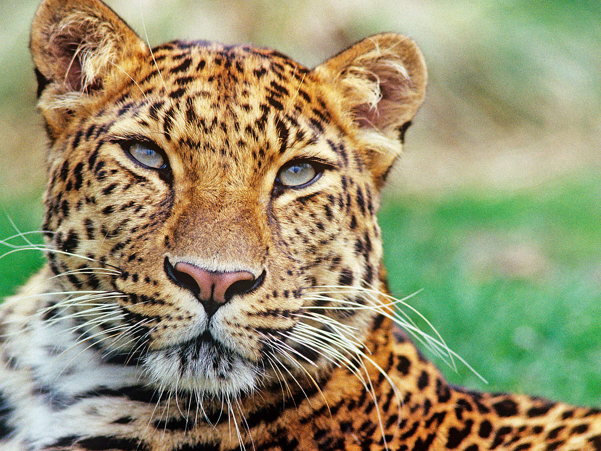 Amur Leopard © David Lawson / WWF