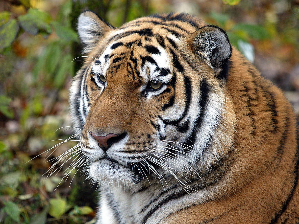 Sibirischer Tiger © Vladimir Filonov / WWF