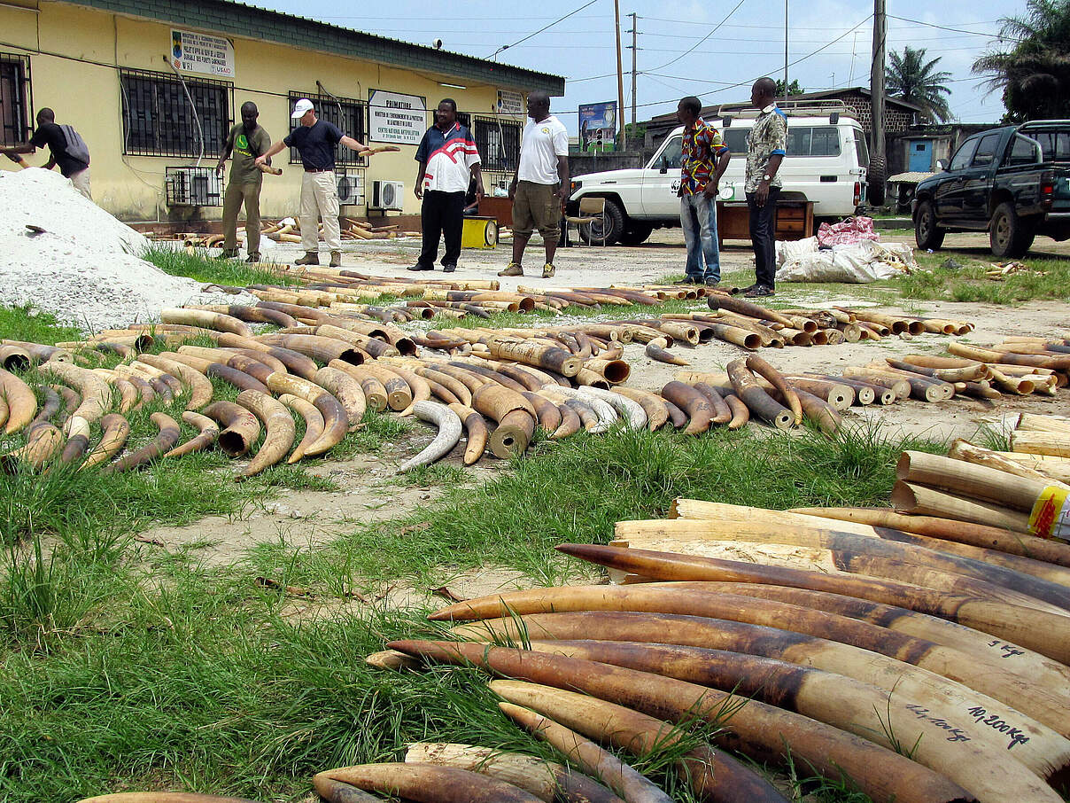 Beschlagnahmtes Elfenbein © Bas Huijbregts / WWF