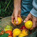Tomaten-Ernte © Morgan Heim / Days Edge Productions / WWF US