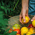 Tomaten-Ernte © Morgan Heim / Days Edge Productions / WWF US