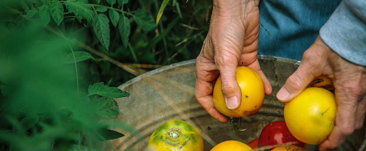 Tomaten-Ernte © Morgan Heim / Days Edge Productions / WWF US