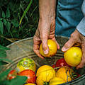 Tomaten-Ernte © Morgan Heim / Days Edge Productions / WWF US