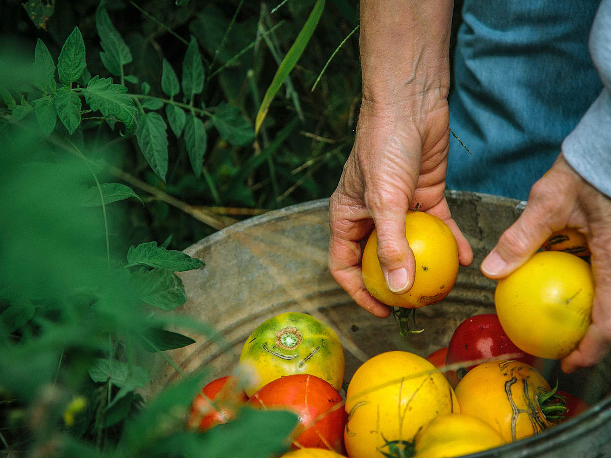 Tomaten-Ernte © Morgan Heim / Days Edge Productions / WWF US