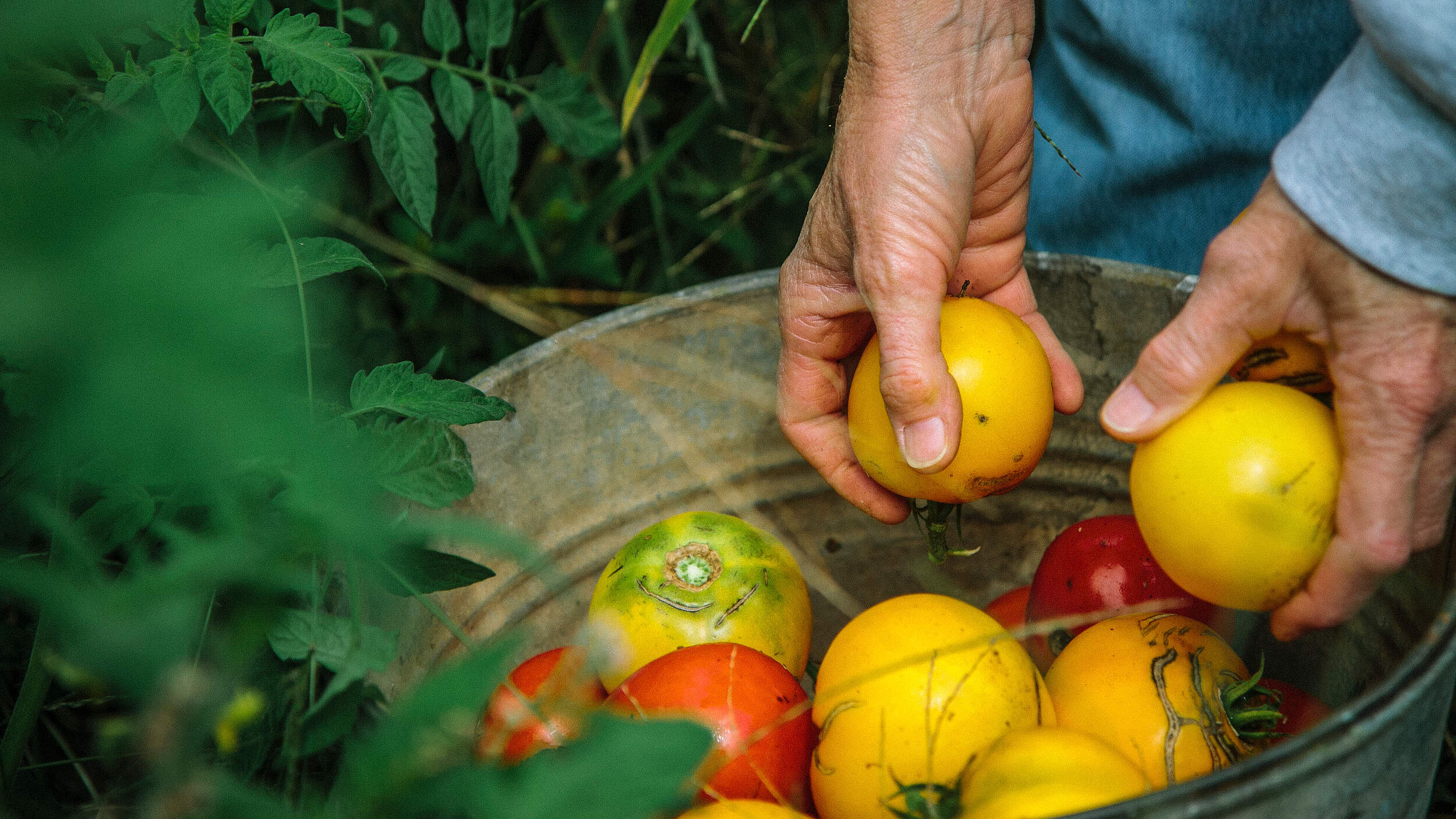 Tomaten-Ernte © Morgan Heim / Days Edge Productions / WWF US