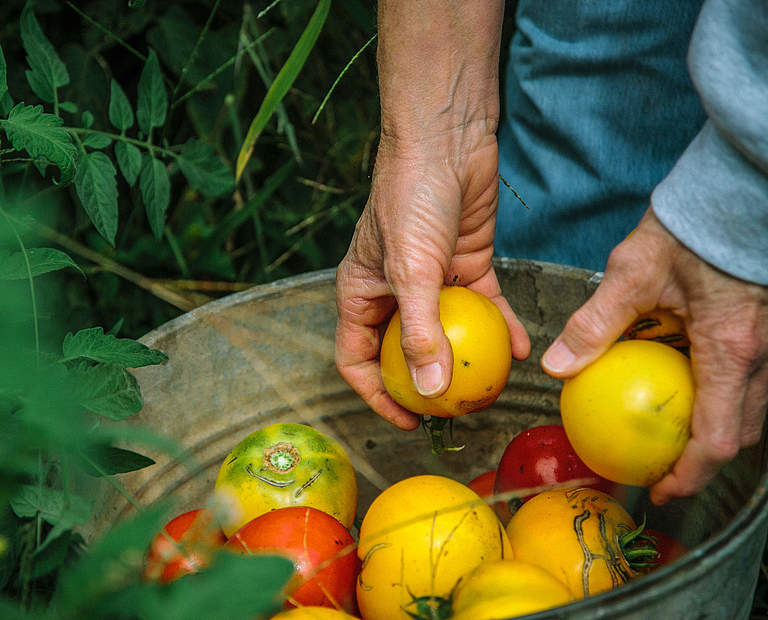 Tomaten-Ernte © Morgan Heim / Days Edge Productions / WWF US