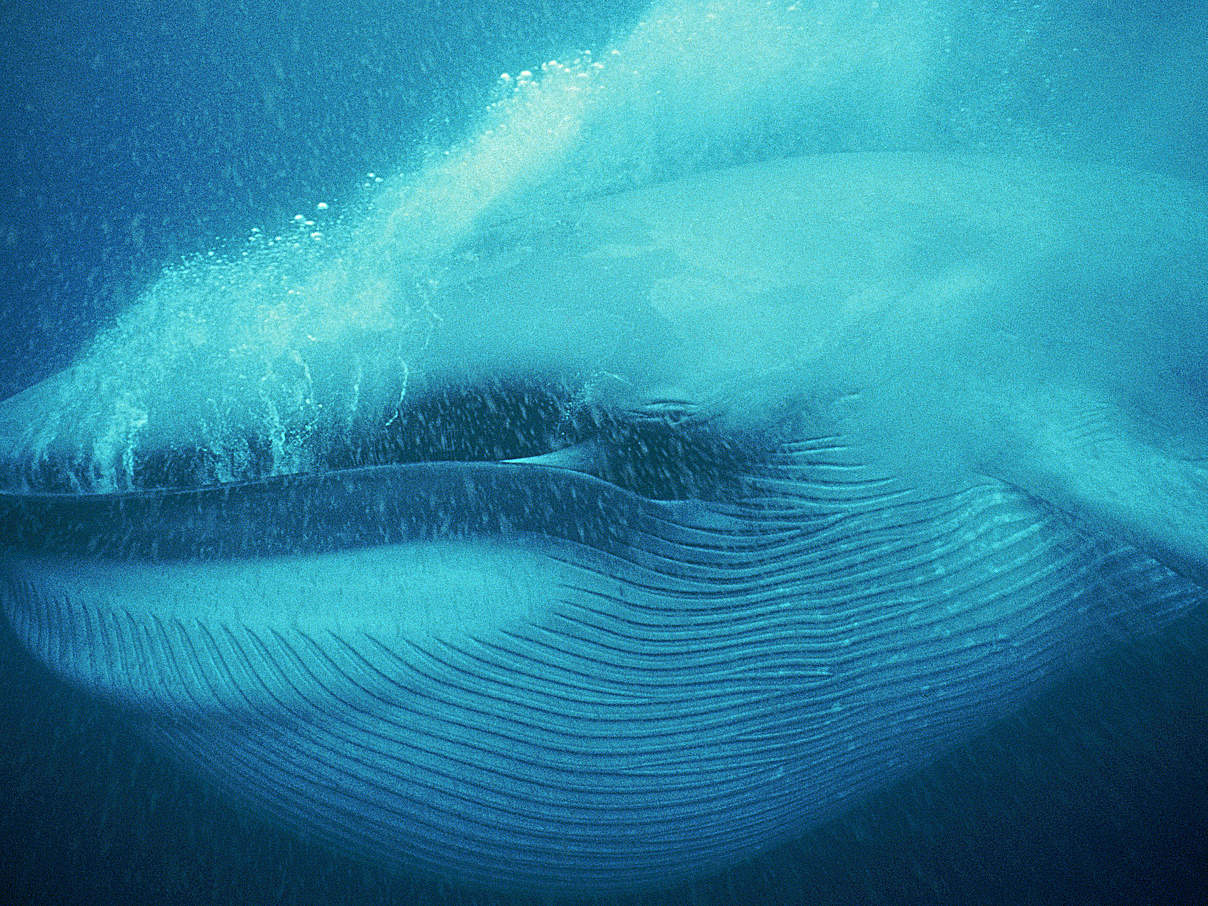 Blauwal unter Wasser © Arco Images