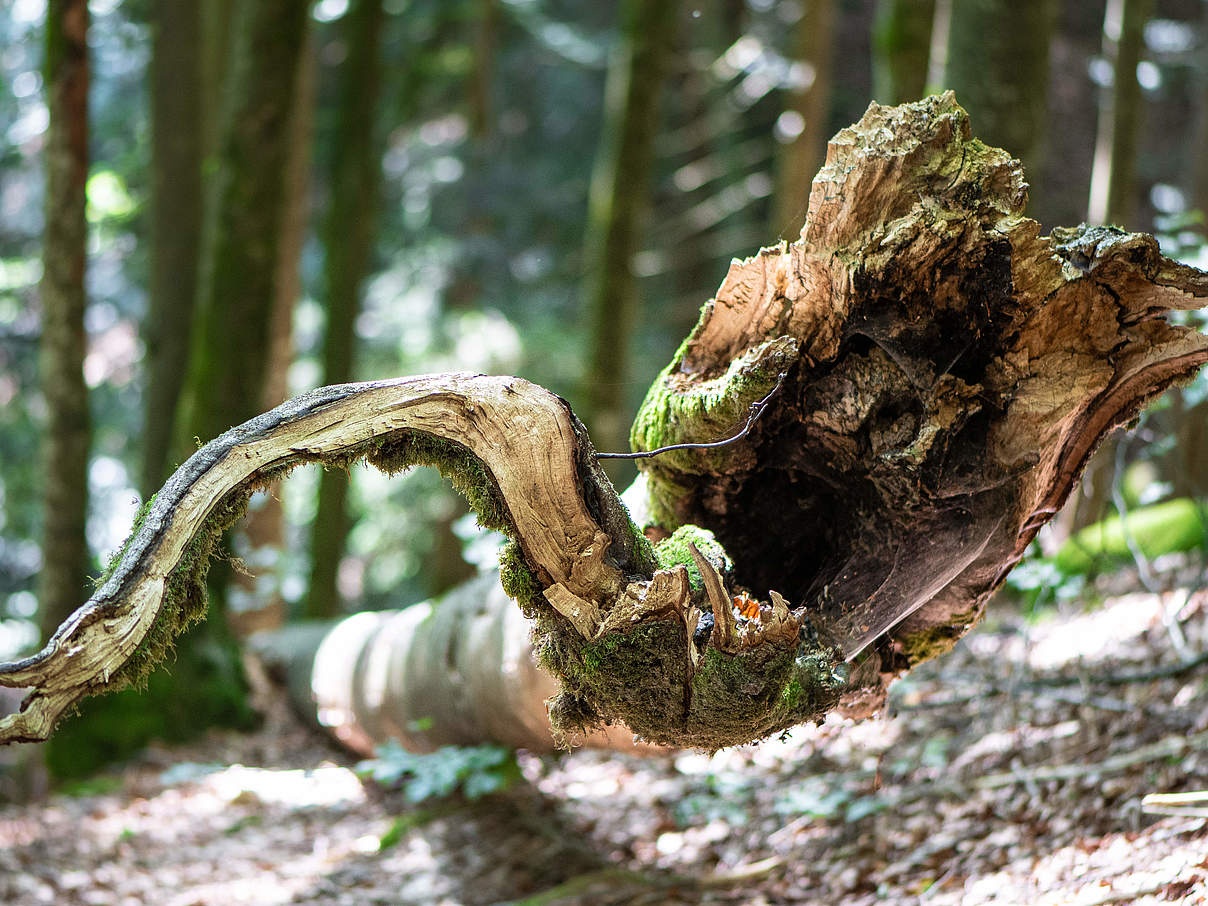 Teilnahmebedingungen Urwälder der Zukunft © Sebastian Kautz