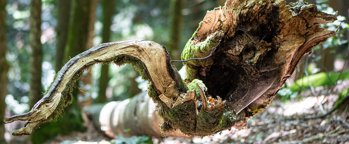 Teilnahmebedingungen Urwälder der Zukunft © Sebastian Kautz