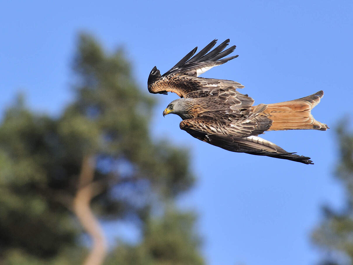 Rotmilan © Ralph Frank / WWF