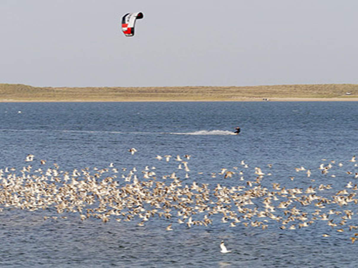 Kitesurfer verscheucht Watvögel von ihrem Hochwasserrastplatz © Hans-Ulrich Rösner / WWF